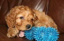 F1 apoo Puppies. Ready to go now Image eClassifieds4u 1