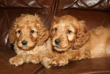 F1 apoo Puppies. Ready to go now Image eClassifieds4u 3