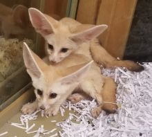 Loving homes required for Beautiful Fennec Fox Kits ready Image eClassifieds4U