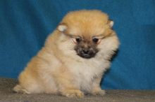 Pomeranian Puppies Image eClassifieds4U