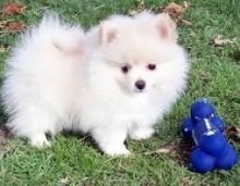 Pomeranian Puppies Image eClassifieds4U
