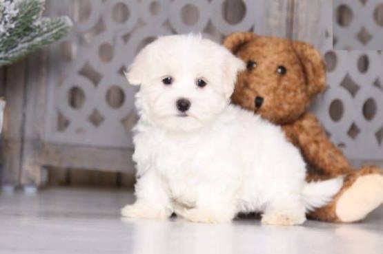 Maltese Puppies Image eClassifieds4u