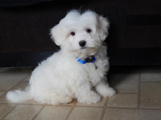 Maltese Puppies Image eClassifieds4u
