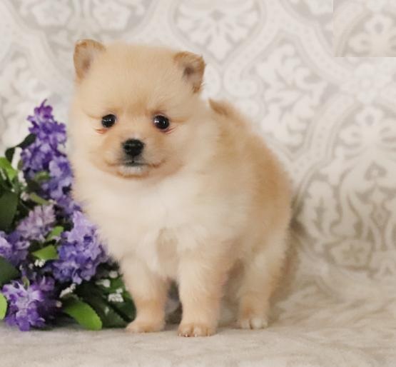 Pomeranian Puppies Image eClassifieds4u