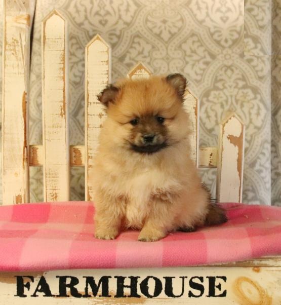 Pomeranian Puppies Image eClassifieds4u