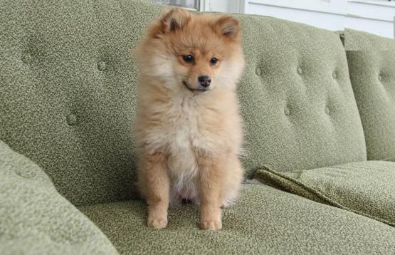 Pomeranian Puppies Image eClassifieds4u
