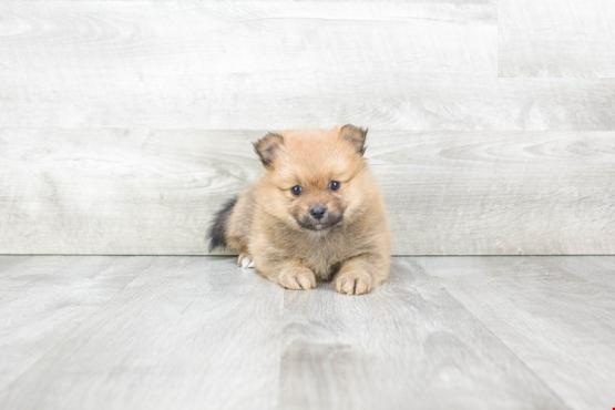 Pomeranian Puppies Image eClassifieds4u