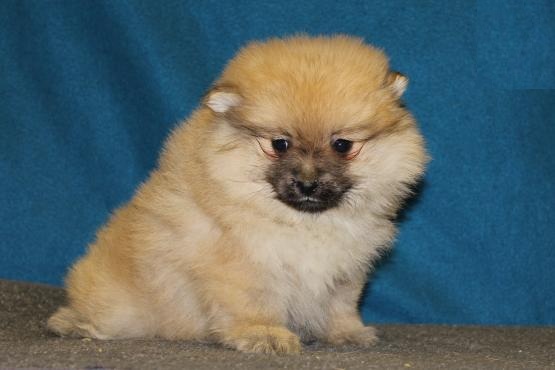 Pomeranian Puppies Image eClassifieds4u