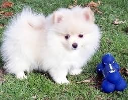 Pomeranian Puppies Image eClassifieds4u