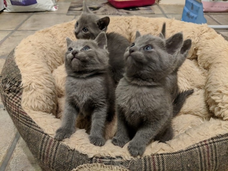 Russian Blues Kittens Beautiful 'Pure Bred' Image eClassifieds4u