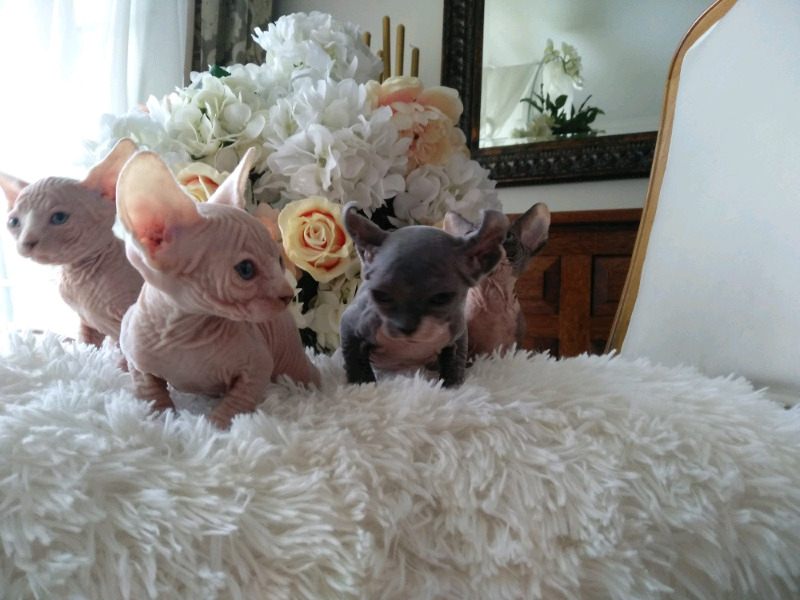 Sphynx Kittens Image eClassifieds4u