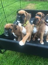 Boxer Puppies Available : Call or Text : 470-729-0284