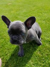 French Bulldog Puppies 🐾