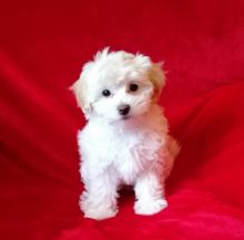 Stunning White Maltipoo Puppies