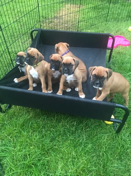 Boxer Puppies Available : Call or Text : 470-729-0284 Image eClassifieds4u