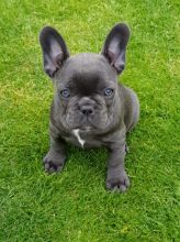 French Bulldog Puppies 🐾 Image eClassifieds4u 2