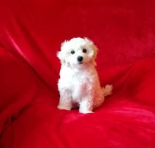 Stunning White Maltipoo Puppies Image eClassifieds4u 4