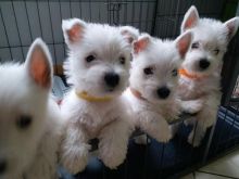 West Highland White Terrier Puppies Image eClassifieds4U