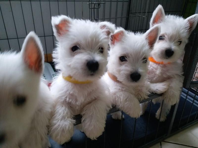 West Highland White Terrier Puppies Image eClassifieds4u