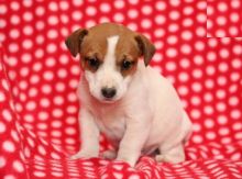 Jack Russell Terrier Puppies