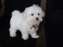 Maltese Puppies