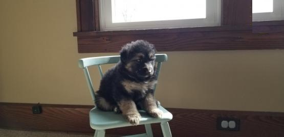 German Shepherd Puppies Image eClassifieds4u