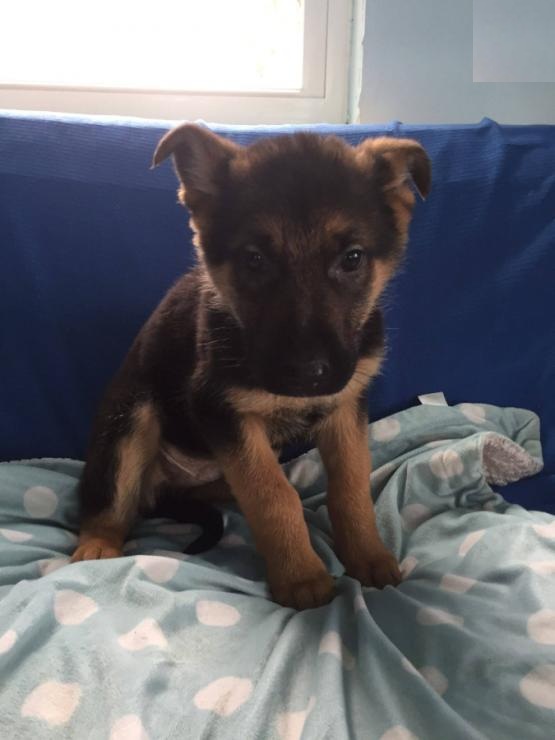 German Shepherd Puppies Image eClassifieds4u