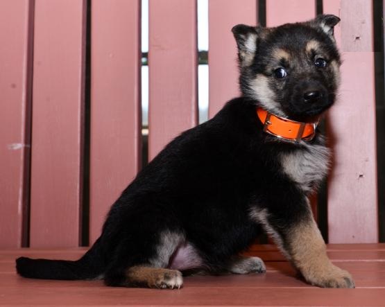 German Shepherd Puppies Image eClassifieds4u