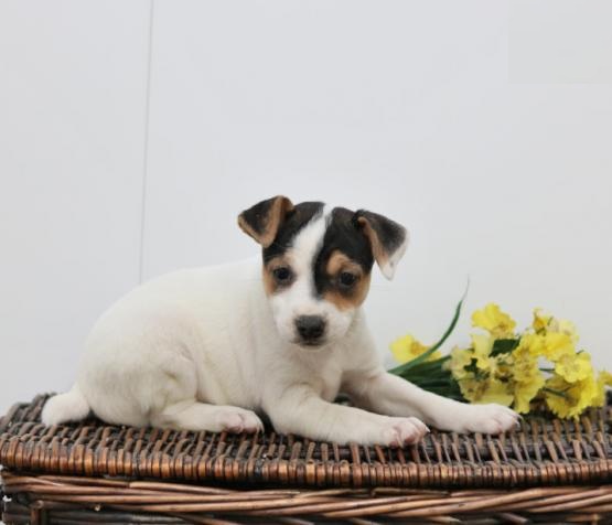 Jack Russell Terrier Puppies Image eClassifieds4u