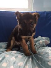 German Shepherd Puppies Image eClassifieds4U