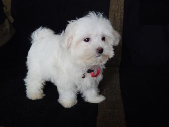 Maltese Puppies Image eClassifieds4u