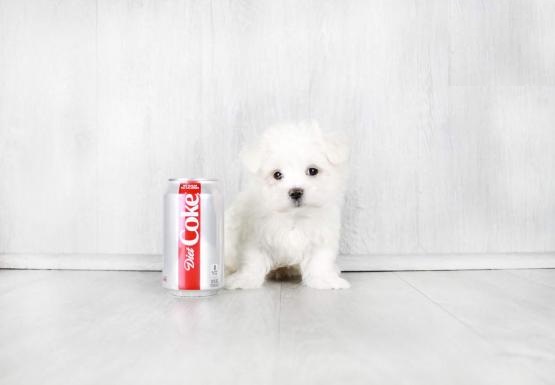 Maltese Puppies Image eClassifieds4u