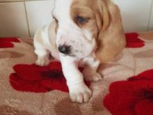 Basset puppies