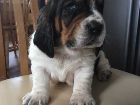 Basset puppies Image eClassifieds4u