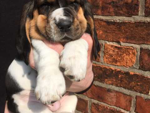 Basset puppies Image eClassifieds4u