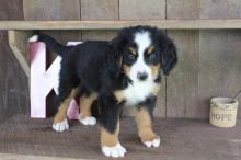 Bernese Mountain Puppies,2 pups left.