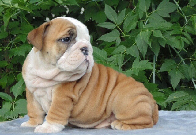 English Bulldog Puppies,2 pups left. Image eClassifieds4u