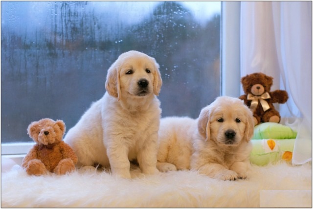 Golden Retriever Puppies,2 pups left. Image eClassifieds4u