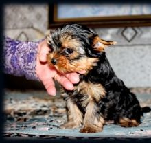Yorkie Puppies,2 pups left. Image eClassifieds4U