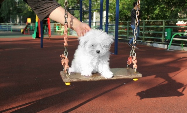 Maltese Puppies,2 pups left. Image eClassifieds4u
