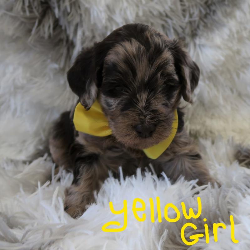 New Australian Labradoodle Breeder Image eClassifieds4u