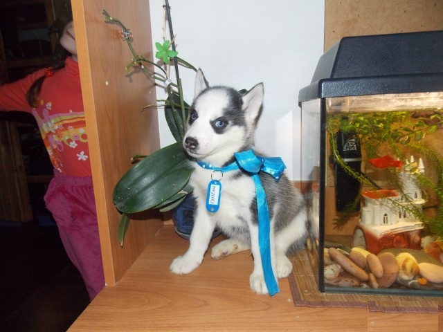 Pomsky Puppies,2 pups left. Image eClassifieds4u