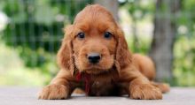 Healthy special Irish Setter Puppies For Adoption