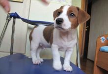 Jack Russell Terrier Puppies,2 pups left.