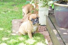 Pug Puppies,2 pups left.