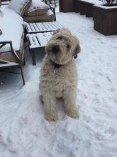 Purebred Soft Coated Wheaten Terrier Puppies Available
