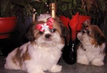 Shih Tzu Puppies,2 pups left.