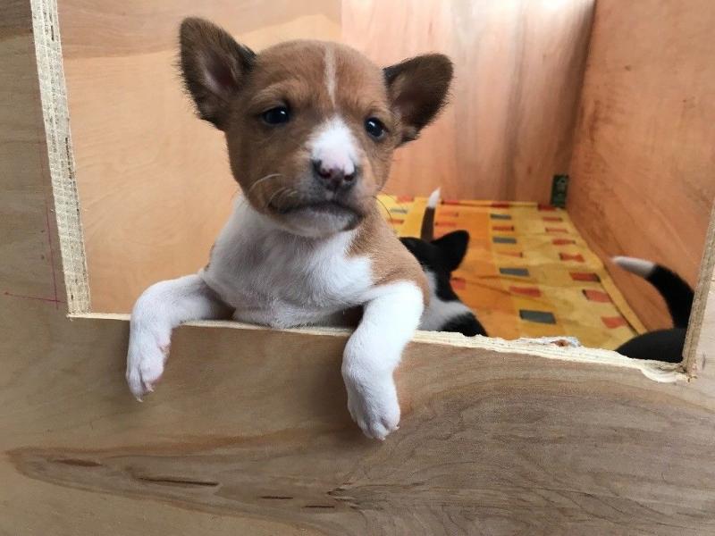 Afectionate Basenji Puppies Image eClassifieds4u