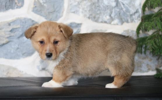 Corgi Puppies,2 pups left. Image eClassifieds4u