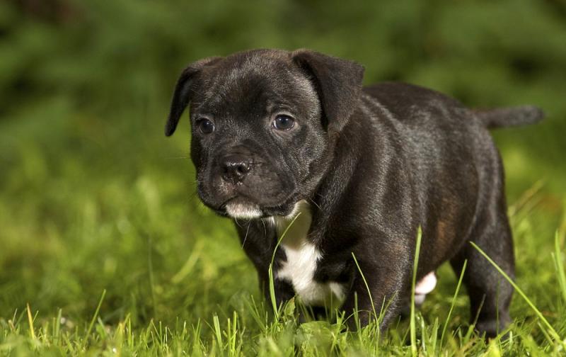 Gorgeous English Staffordshire Bull Terrier puppies available Image eClassifieds4u